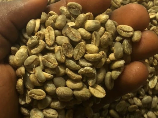 A handful of raw green arabica coffee beans