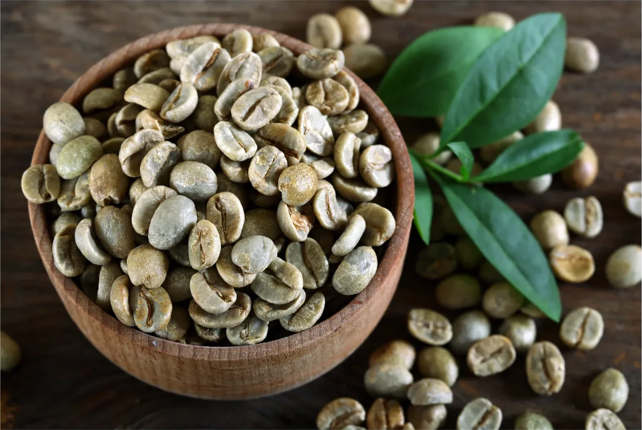 A bowl of raw green coffee beans with fresh coffee-plant leaves