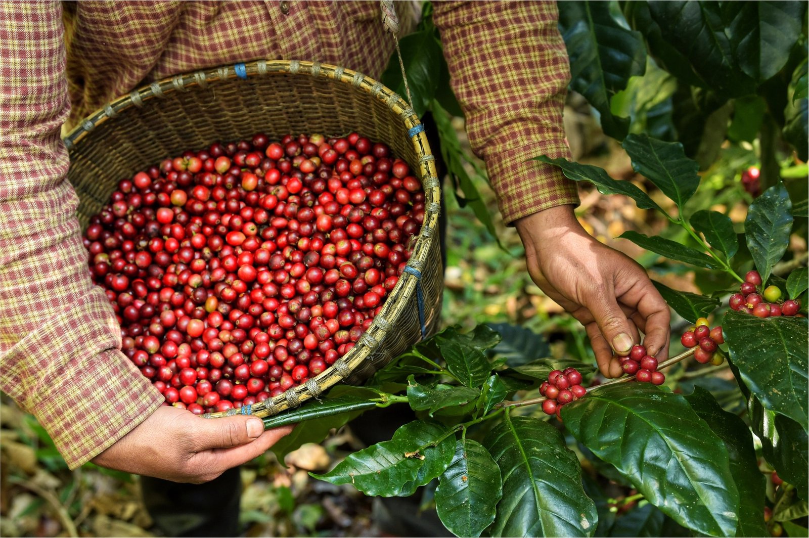 A farmer hand-picking ripe coffee cherries into a woven harvest basket