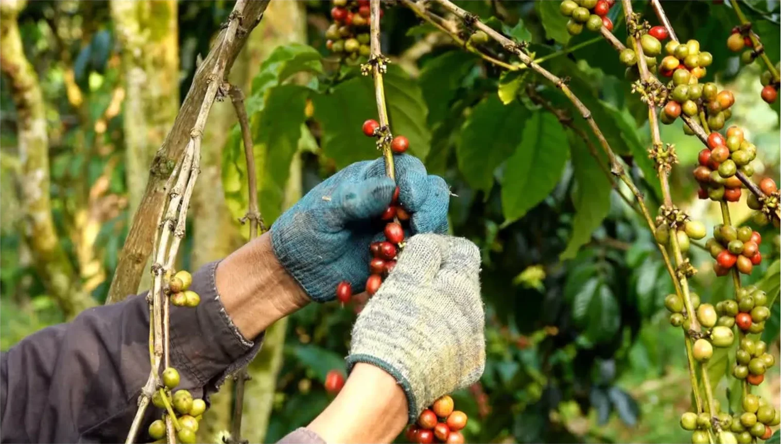Coffee harvest at origin