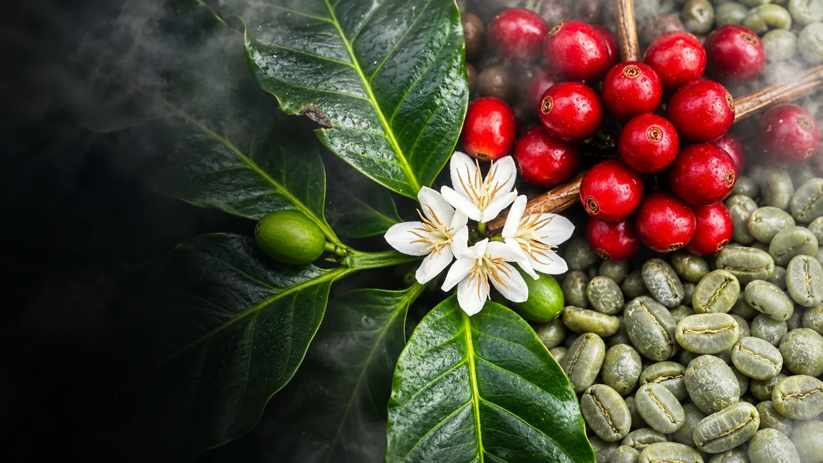 Coffee plant branch with ripe red cherries, white blossoms, and raw green coffee beans